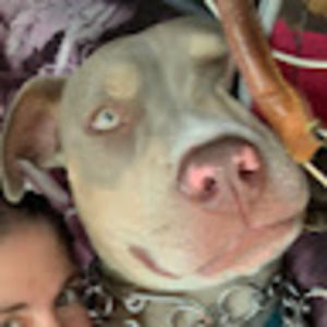 Meet your Posher, Steele